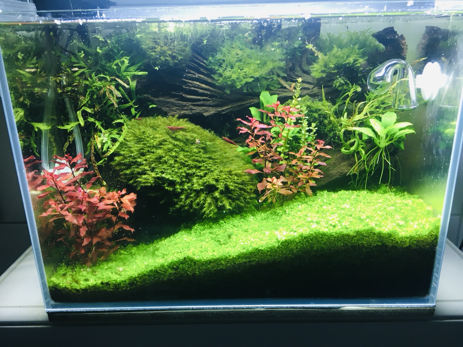 Dicht bepflanztes Aquascape mit Moosen und roten Pflanzen
