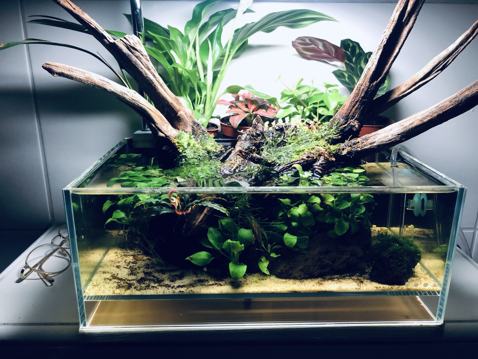 Aquarium mit üppiger Bepflanzung und Wurzeln