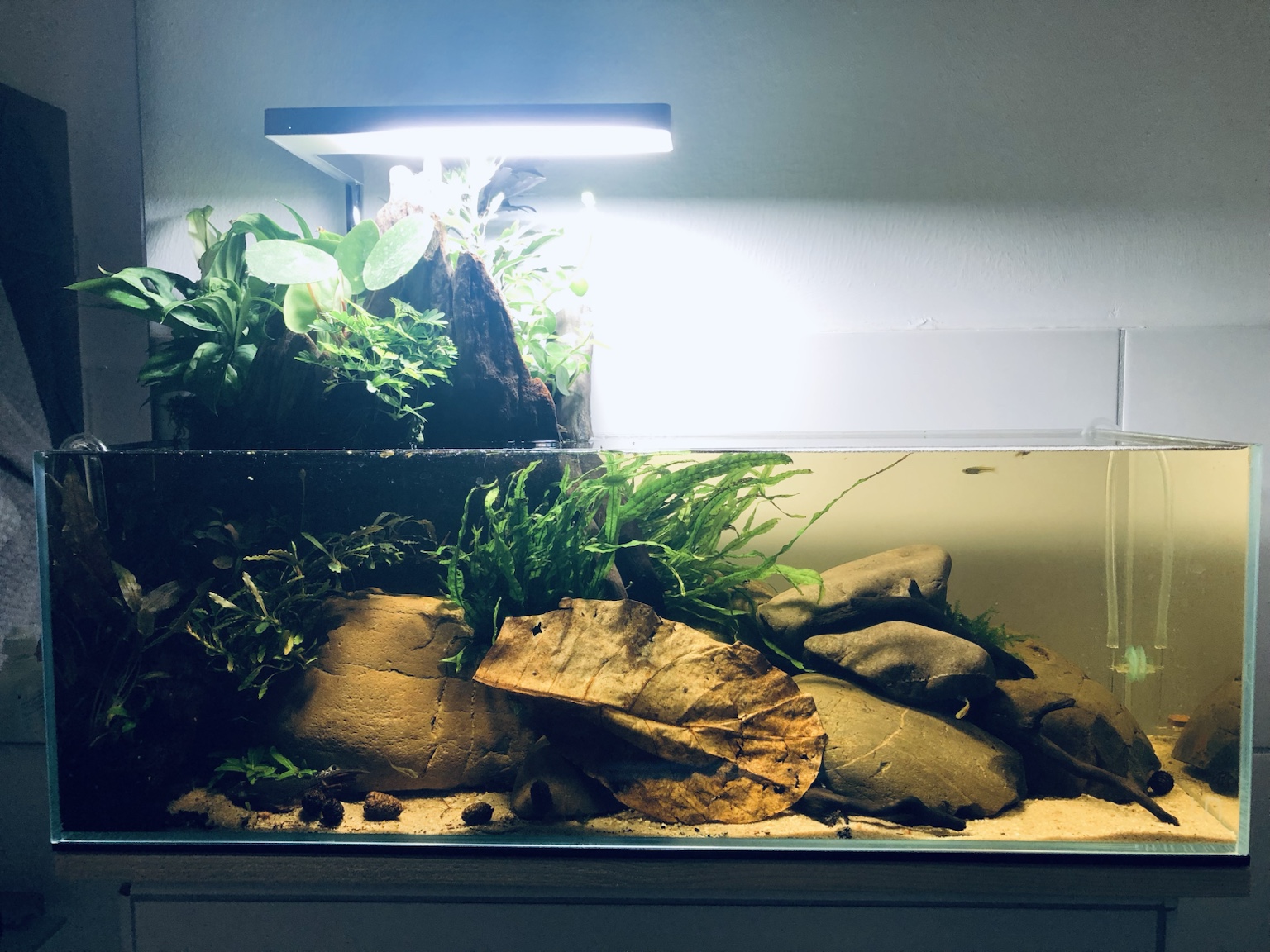 Bepflanztes Aquarium mit vielen roten und grünen Pflanzen