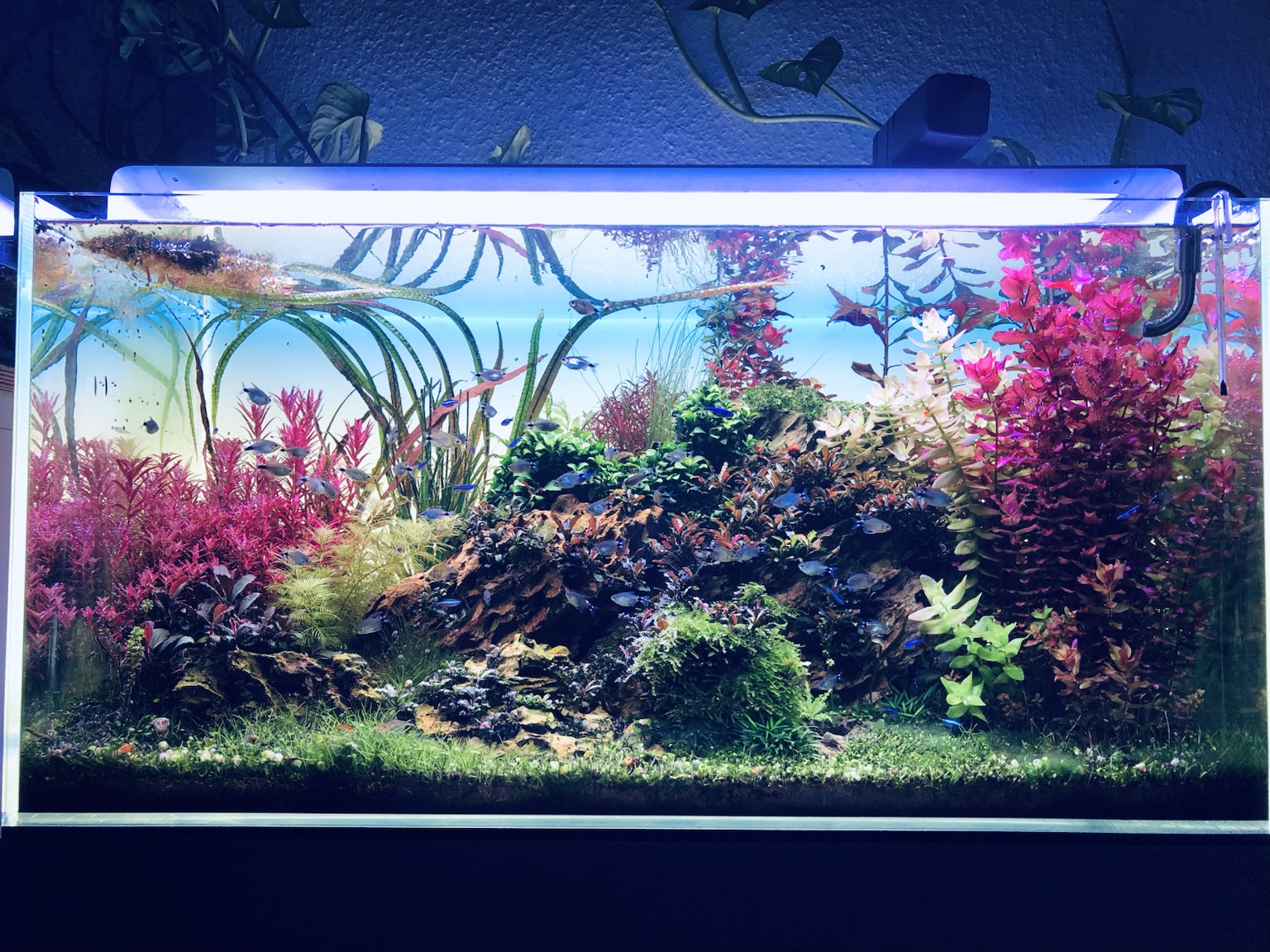Großes Aquascape mit bunten Pflanzen und Fischen